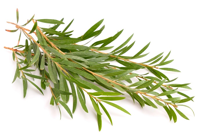 Tea tree oil, neboli čajovníkový olej, je esenciální olej získávaný z listů stromu Melaleuca alternifolia, který pochází z Austrálie.