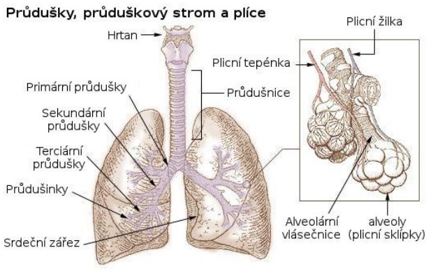 Průdušky a popis