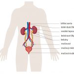 Uretritida – zánět močové trubice (uretry) – příznaky, příčiny a léčba