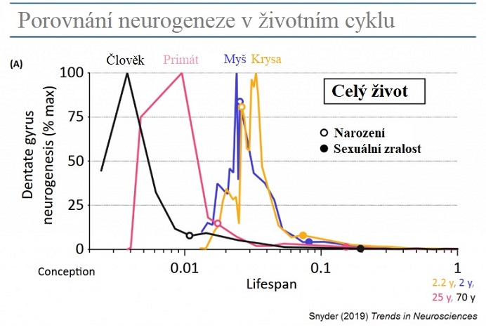 Porovnání neurogenezí