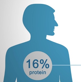 Bílkoviny představují přibližně 16-20 % naší celkové tělesné hmotnosti