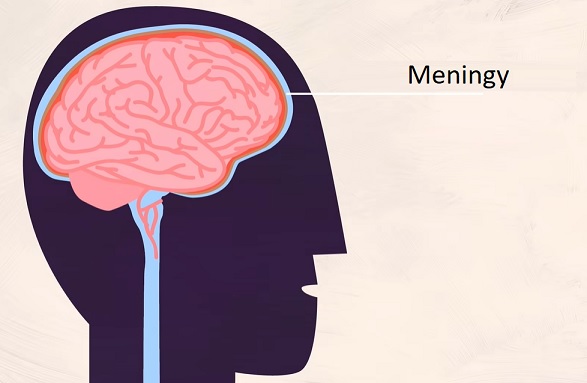 Meningy neboli mozkomíšní pleny jsou tři obaly z pojivové tkáně, které leží zevně od mozku a míchy