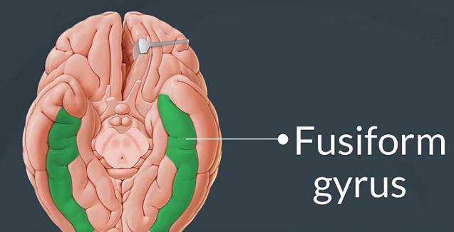 Fusiformní závit (gyrus fusiformis)