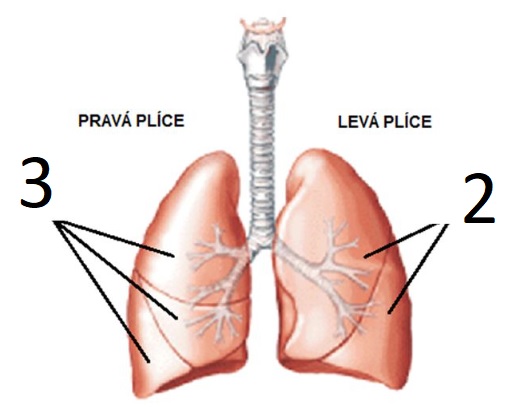 Laloky - lidské plíce