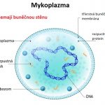 Mykoplazma (mykoplazmata) – různé typy infekcí – jak léčit a jaké jsou příznaky?