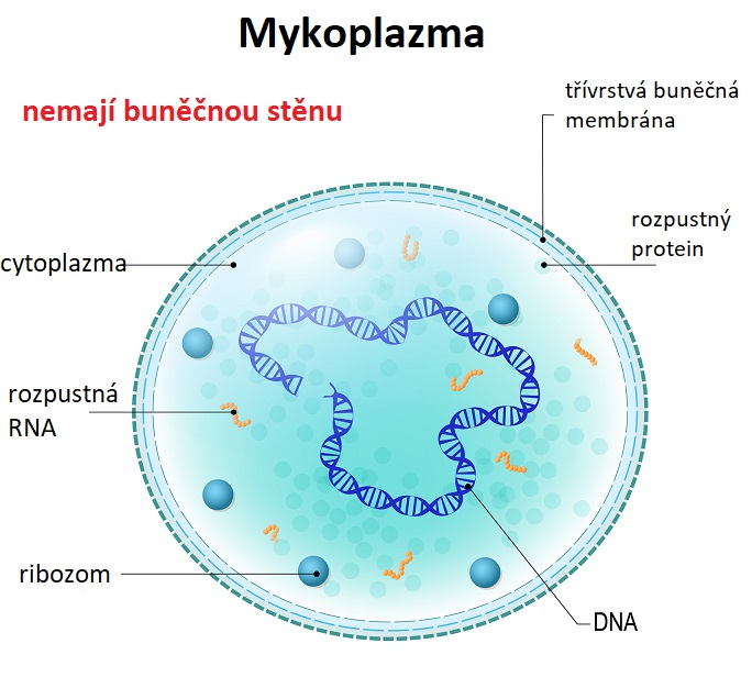 Mykoplazma jsou jedinečná tím, že nemají buněčnou stěnu