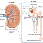 Akutní tubulární nekróza – poškození nebo odumírání buněk ledvinových tubulů – příznaky, příčiny a léčba