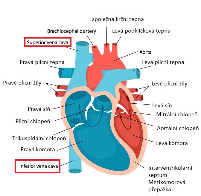 Vena cava (horní a dolní dutá žíla)