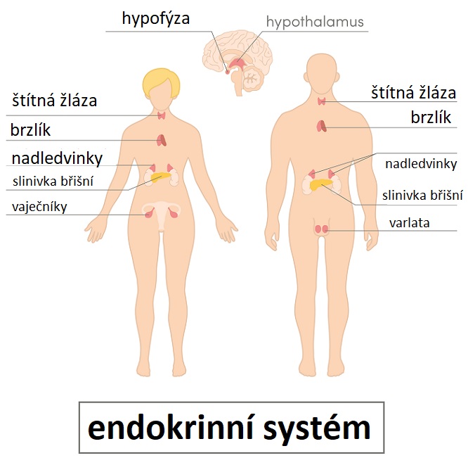 Endokrinní orgány, neboli žlázy s vnitřní sekrecí, produkují hormony, které rozesílají do celého těla pomocí krevního řečiště.