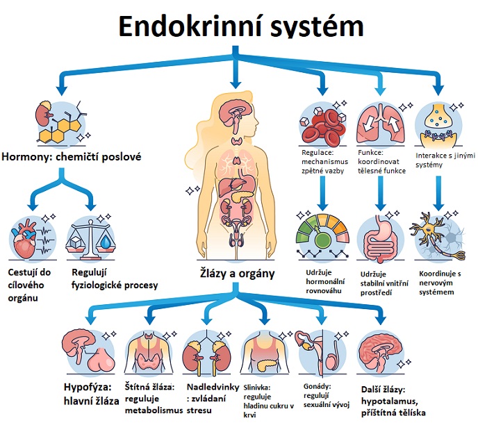 Schéma endokrinního systému s funkcemi tělesných žláz a orgánů.