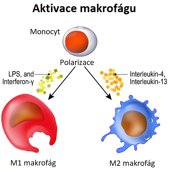 Aktivace makrofágů - ilustrace