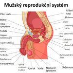 Chámovody – jaká je jejich funkce v těle?