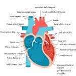 Pulmonální stenóza (stenóza plicní chlopně) – zúžení plicní chlopně – příznaky, příčiny a léčba