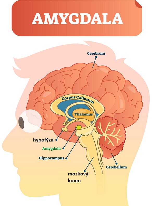 Umístění amygdaly