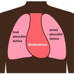 Mediastinum – oblast v hrudní dutině, která se nachází mezi pravou a levou plící – jaké má funkce?