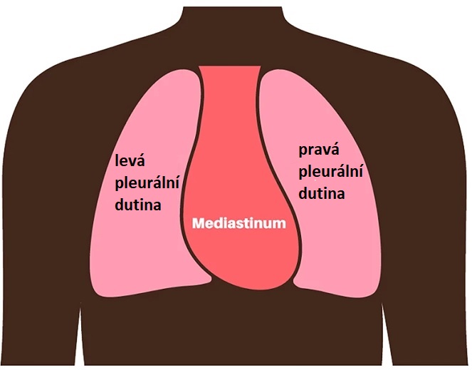 Mediastinum - ilustrace