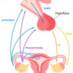 Luteinizační hormon – jaké má funkce a úlohy v těle?