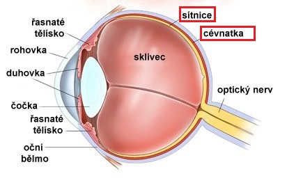 Oko a vyzačená choroidea (cévnatka) a retina (sítnice)