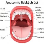 UPPP (uvulopalatofaryngoplastika) – operace či přetvoření tkáně v krku (hltanu) – jak probíhá?