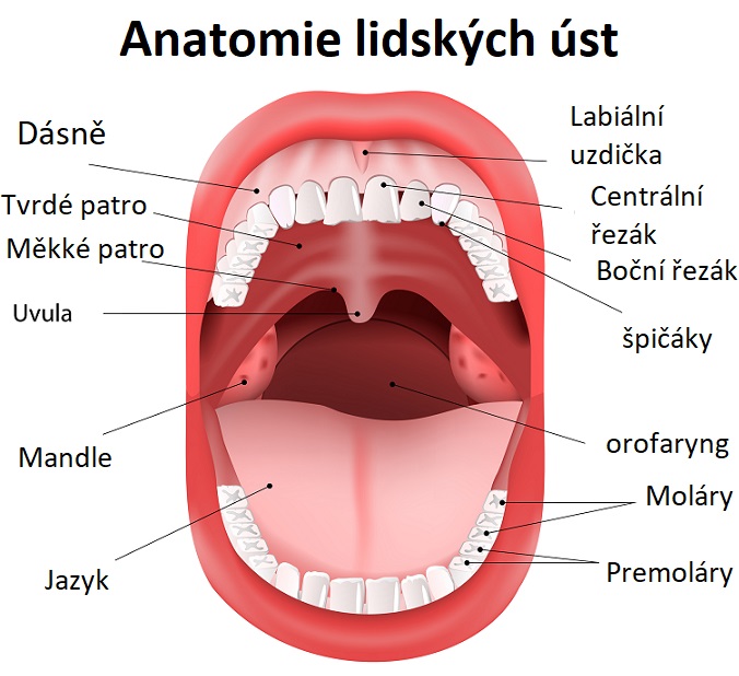 Anatomie lidských úst - vidíte tam uvulu, měkké patro, mandle