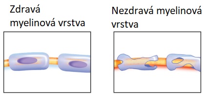 Myelinová vrstva