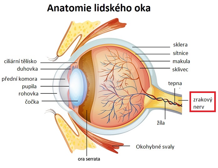 Anatomie oka + zrakový nerv - ilustrace