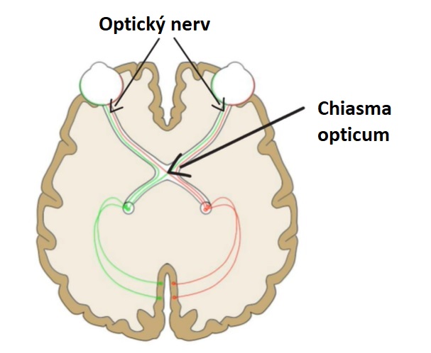 Chiasma opticum spojuje jako most oba zrakové nervy a je místem částečného křížení dráhy zrakových nervů. Je to bílá ploténka mající čtyřrohý tvar. Na předních rozích do něj vstupují oba oční nervy a na zadních rozích z něj opět vystupují v podobě optických traktů.