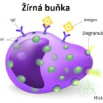 Probiotika & alergie – jak mohou probiotika pomoci při alergiích?