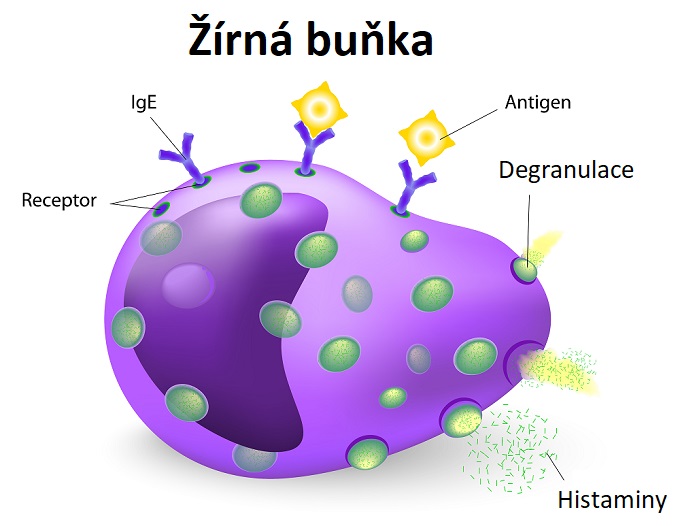 Při aktivaci žírné buňky dojde k degranulaci, tj. k fúzi intracelulárních granulí s cytoplazmatickou membránou a k vylití obsahu granulí do okolí buňky. Působky obsažené v granulích žírných buněk mohou parazita buď poškozovat přímo nebo prostřednictvím vyvolání imunitní odpovědi a rozvojem dalších obranných mechanismů.