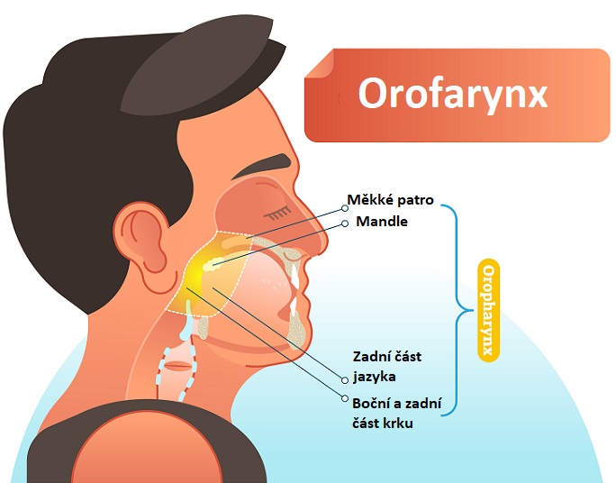 Orofarynx představuje bazi jazyka, tonzily, měkké patro a zadní část faryngální stěny. 